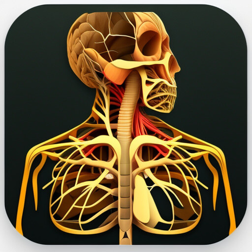 Body - Anatomy